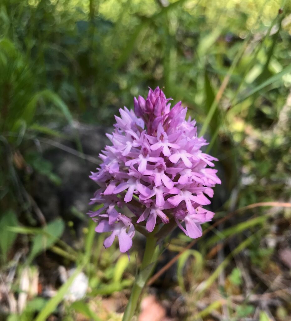 Una muntanya d'orquídies i flors als Plans-AROMIS